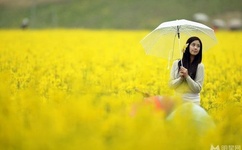 王贵与安娜下载